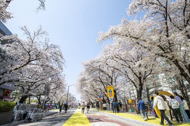 오는 4월 1일부터 5일까지 닷새간 낙동강변 벚꽃길 일원에서 개최된다. 안동시제공