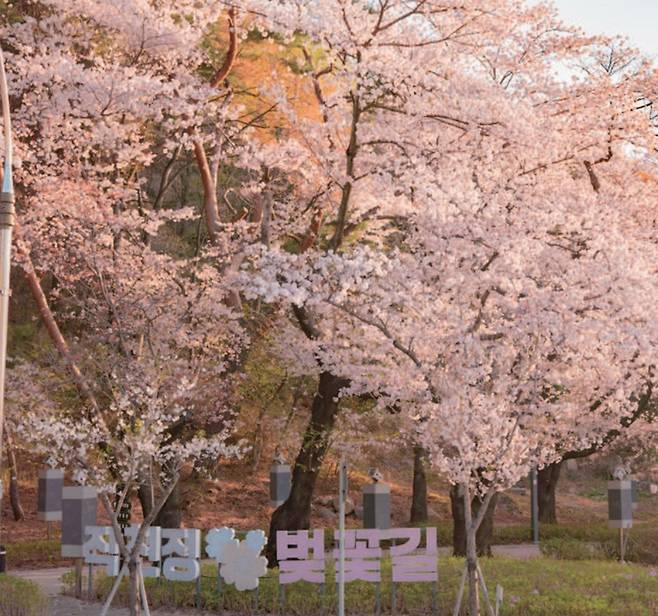 작천정 벚꽃 사진 . 사진 =울주군 제공