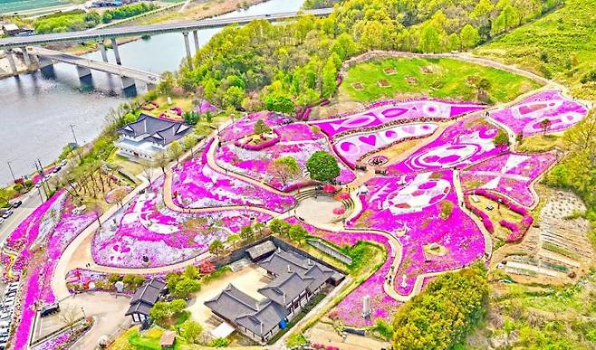 산청군, 생초면 국제조각공원 꽃잔디 사진