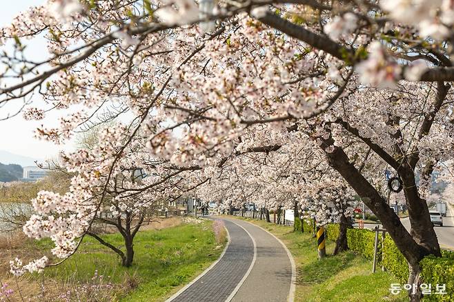 4~11일 강릉 경포호수공원 일원에서 ‘경포 벚꽃축제’가 열린다. 벚꽃이 활짝 핀 지난해 경포의 모습. 강릉시 제공