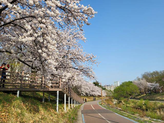 성남시가 올해 벚꽃 개화시기에 맞춰 성남 벚꽃 9경을 소개했다. 사진은 성남 중앙공원 분당천변 벚꽃길(1경) 모습. 성남시 제공