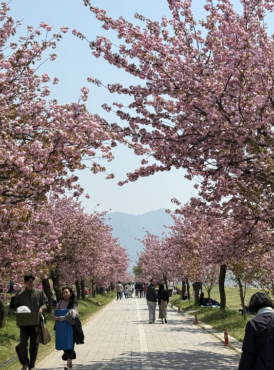 하남 미사경정공원 산책로에 겹벚꽃이 터널처럼 이어져 있다. 봄철이면 많은 시민들이 꽃길을 걸으며 봄 풍경을 즐긴다.