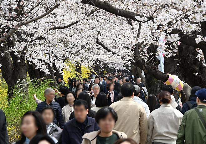 완연한 봄날씨를 보인 31일 서울 여의도 윤중로에 벚꽃이 펴 있다. 성형주 기자
