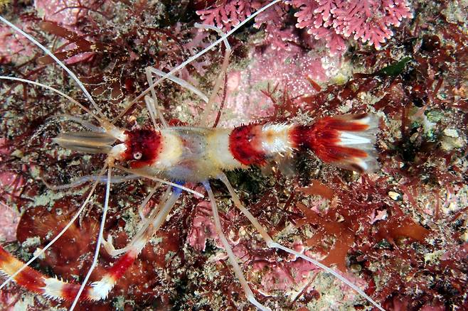 청소새우 [해양수산부 제공. 재판매 및 DB 금지]