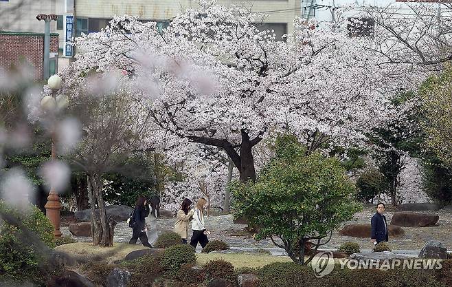 벚꽃 캠퍼스 (창원=연합뉴스) 김동민 기자 = 31일 경남 창원시 마산합포구 경남대 월영캠퍼스에 활짝 핀 벚꽃. 2026.3.31 image@yna.co.kr