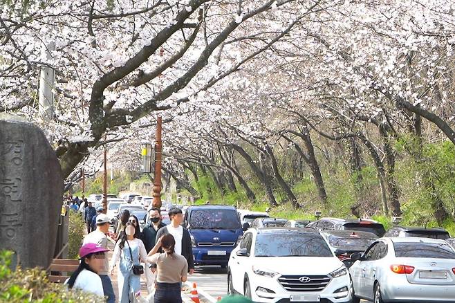 나주 한수제 벚꽃축제장 일대 [나주시 제공. 재판매 및 DB 금지]