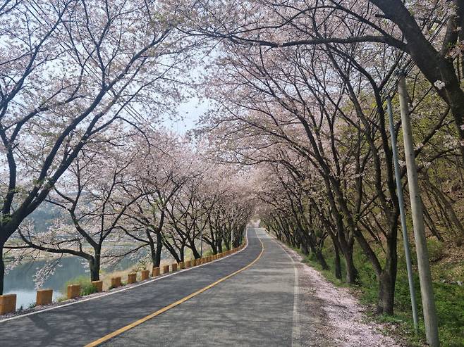 금남면 벚꽃십리길.
