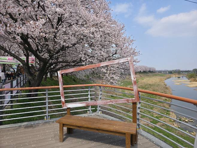 조천변 벚꽃길 포토존.