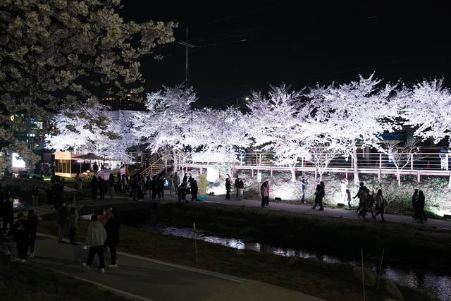 천안시, 지역 벚꽃 명소 순환버스 '별빛 한 바퀴' 운행