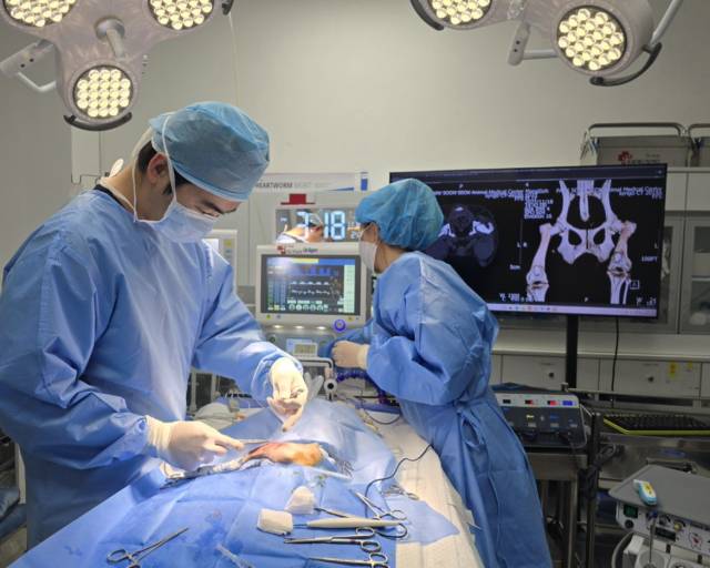 체중 3kg인 반려견의 슬개골탈구 수술을 위해서는 사람의 손가락 관절에 비교될 정도로 매우 좁은 공간 내에서 관절낭을 절개하고, 활차구를 깍아내고, 경골결절을 자른 후 변위 고정시키는 고도의 시술이 이루어진다.