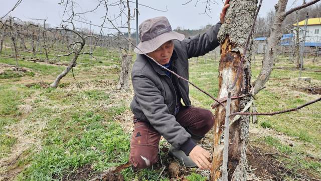 지난 2일 오후 대구경북 민군 통합공항 예정지인 대구 군위군 소보면 내의리 한 사과농장에서 농장주 김기수(60) 씨가 수령이 다해 말라죽은 사과나무를 돌보고 있다. 장성현 기자