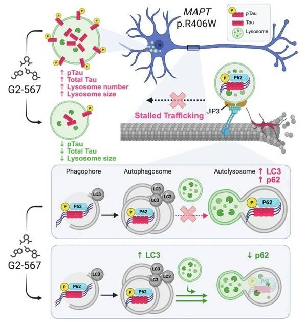 A pathogenic Tau mutation drives autophagy-lysosome dysfunction that limits Tau degradation in a model of frontotemporal dementia. Nat Commun17 (2026)