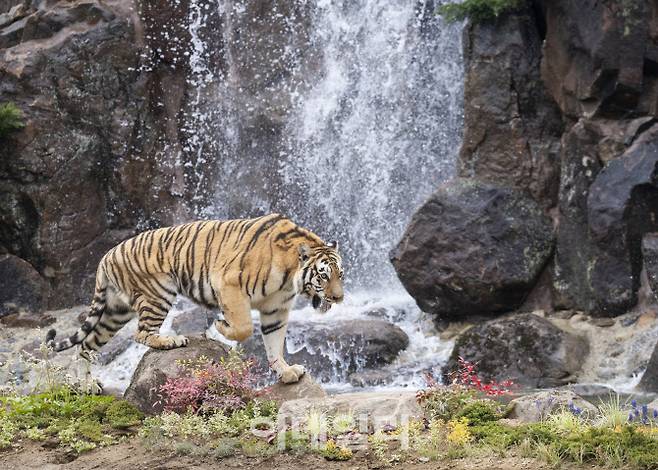 더 와일드하게 돌아온 에버랜드 ‘NEW 사파리월드’(사진=에버랜드)