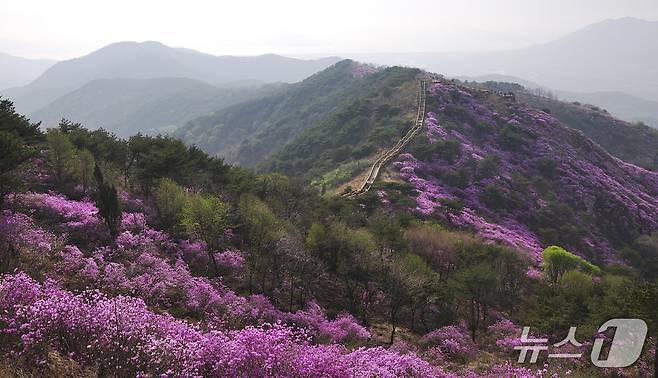 고려산에 핀 진달래. (인천관광공사 제공.재판매 및 DB금지)