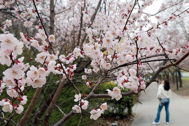 지난 3월29일 서울 영등포구 여의도 윤중로에 벚꽃이 개화하기 시작한 가운데 외국인 관광객이 사진을 찍고 있다. 연합뉴스