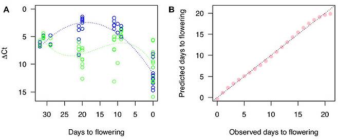 개화 전 5주 동안 꽃눈의 유전자 발현 패턴을 통해 선별한 마커 유전자 2종(파란색과 녹색)의 발현량을(왼쪽) 변수로 한 수식은 개화일을 꽤 정확히 예측하지만, 예측이 이를수록 실제 개화일과 차이가 벌어진다(오른쪽). ‘식물과학 경계’ 제공