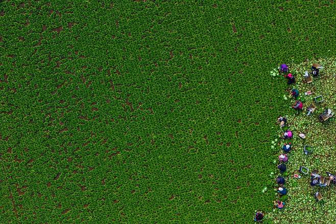 진도군 군내면에서 농민들이 봄동을 수확하고 있다. 김정훈 기자. 2026.02.25.