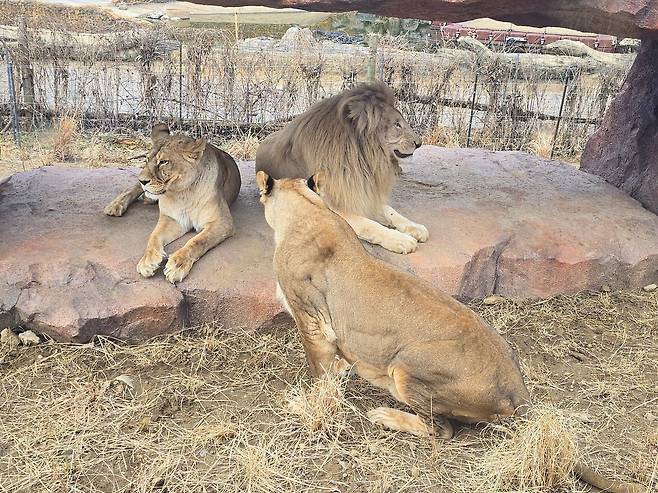 사파리월드 사자네 삼각관계. 부부관계가 틀어진 것을 목격한 한 암사자가 숫사자를 그윽하게 쳐다보고 있다.