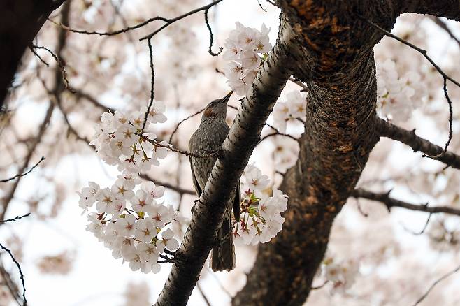 중랑천 장안벚꽃안길 벚꽃과 새
