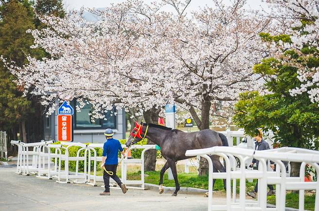 [부산=뉴시스] 경주를 위해 출장하는 말의 모습. (사진= 한국마사회 렛츠런파크 부산경남 제공) 2026.04.01. photo@newsis.com *재판매 및 DB 금지