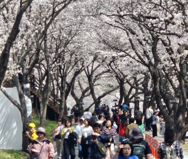 ▲벚꽃축제. ⓒ하동군