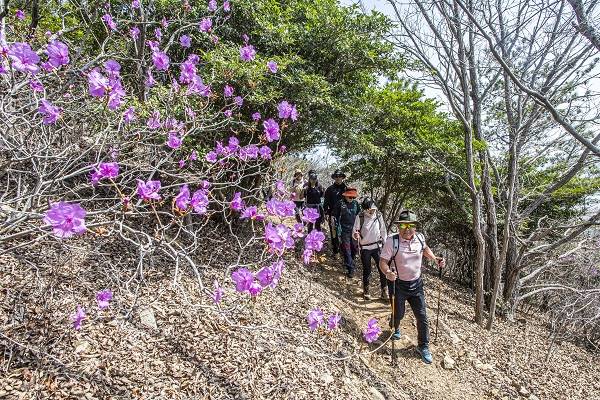 진달래가 만개하여 봄 기운을 물씬 느낄 수 있었다.