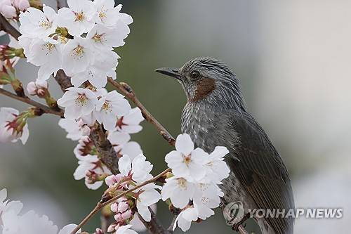 직박구리의 봄 (의정부=연합뉴스) 임병식 기자 = 1일 오전 경기도 의정부시 회룡천에서 직박구리가 활짝 핀 벚꽃 사이로 꿀을 찾고 있다.
경기도에 따르면 3월 평균기온 상승으로 벚꽃 개화 시기가 지난해보다 3∼11일 정도 빨라졌다. 2026.4.1
andphotodo@yna.co.kr