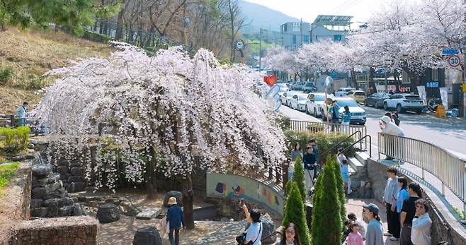 2일 오후 대구 남구 앞산빨래터공원 일대에 수양벚나무 등 벚꽃이 활짝 펴 시민들의 눈길을 끌고 있다. /대구 남구 제공