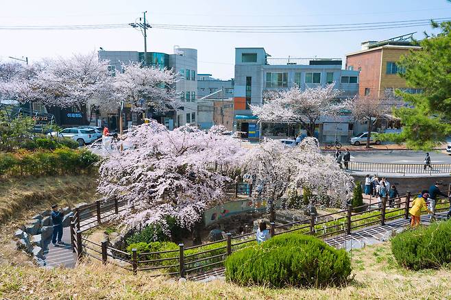 2일 오후 대구 남구 앞산빨래터공원 일대에 수양벚나무 등 벚꽃이 활짝 펴 시민들의 눈길을 끌고 있다. /대구 남구 제공
