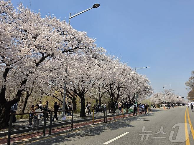 서울 영등포구 여의도 윤중로에 벚꽃이 만개한 상태다. (독자제공) 2026.4.2 ⓒ 뉴스1 황덕현 기후환경전문기자
