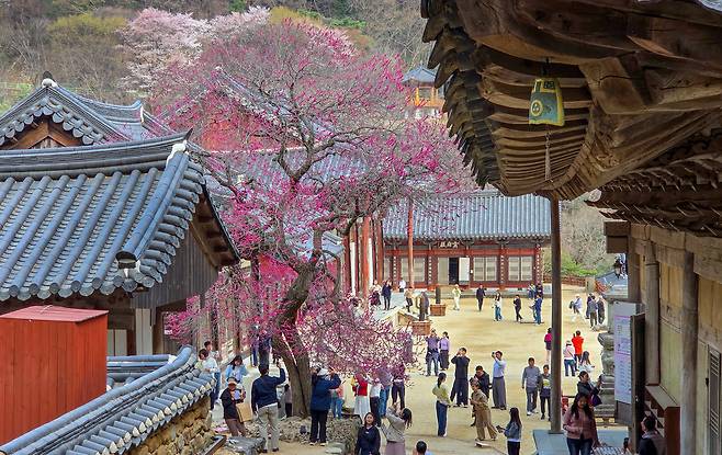 전남 구례군 마산면 화엄사. 천연기념물인 '화엄매'가 화사한 자태를 뽐내고 있다. /김영근 기자