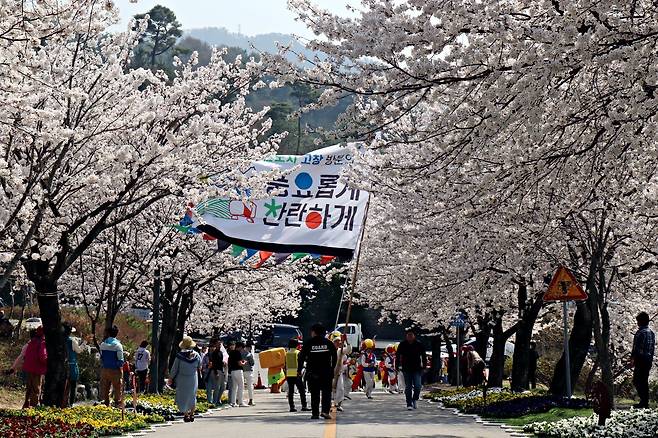 전북 고창군이 개최한 벚꽃 축제를 찾은 관람객들이 풍물패의 공연을 보며 벚꽃길을 걷고 있다. 고창군은 3~5일 축제를 진행한다. 고창군 제공