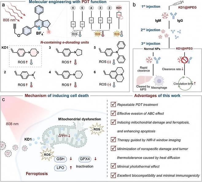 면역 회피형 나노 플랫폼의 작동 원리. (a) 빛을 받아 활성산소를 만드는 물질(KD1)의 분자 구조 설계 과정. (b) 기존 나노 입자(왼쪽)는 반복 투여 시 면역 세포가 항체를 만들어 빠르게 제거하지만 가지형 보호막을 입힌 나노 플랫폼(오른쪽)은 면역 감시를 피해 혈액 속에 오래 머문다. (c) 나노 플랫폼이 암세포 안에서 활성산소를 만들어 에너지 공장인 미토콘드리아를 망가뜨리고 세포 사멸을 유도하는 과정. 고려대 제공