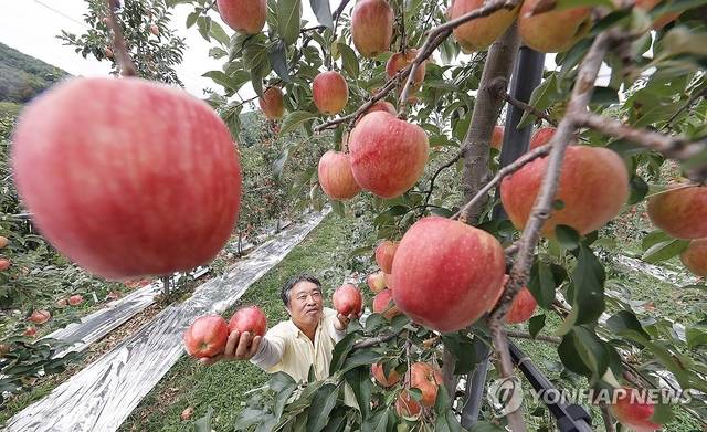 경남 함양군 오현마을 사과 농장에서 유이주 씨가 지리산 자락 고랭지 ‘홍로 사과’를 수확하고 있다. [함양군 제공. 연합뉴스]