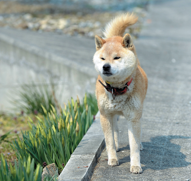 일본 후쿠시마 원전 폭발 사고 직후 폐허가 된 마을에서 누렁이가 홀로 집을 지키며 가족을 기다리고 있다. 책 '후쿠시마에 남겨진 동물들'
