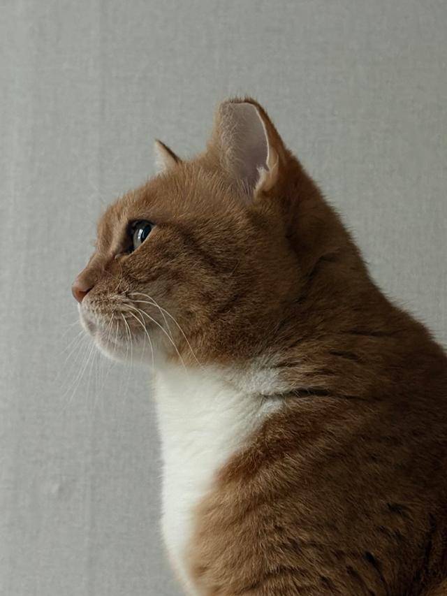 뿌링이의 완벽한 옆선. 보호자 제공