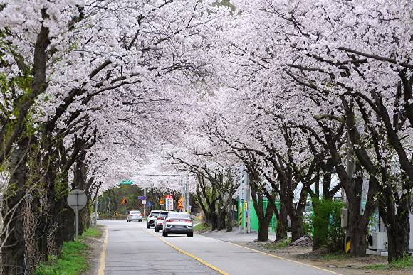 광주시 가로수 벚꽃 길. [사진=광주시]