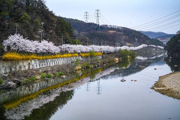 초월읍 도평리 벚꽃. [사진=광주시]