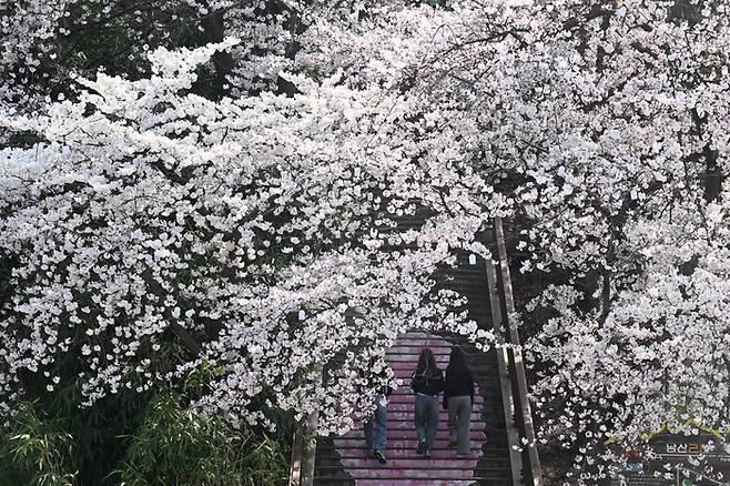3일 개막하는 ‘강릉 남산벚꽃축제’를 하루 앞둔 2일 강릉시 남산공원 일원에 벚꽃이 만개했다. [연합뉴스]