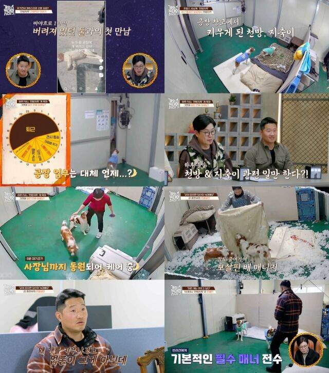 / 채널A '개늑시2'