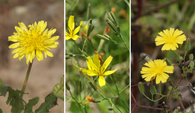 봄에 노란색 꽃을 피우는 꽃들. (왼쪽부터) 민들레, 씀바귀, 고들빼기. 클립아트코리아·국가생물종지식정보시스템. 그래픽=전현정