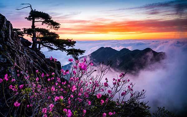 대둔산 생애대에서 명품소나무와 진달래, 운해, 일출을 한 프레임에 담았다.