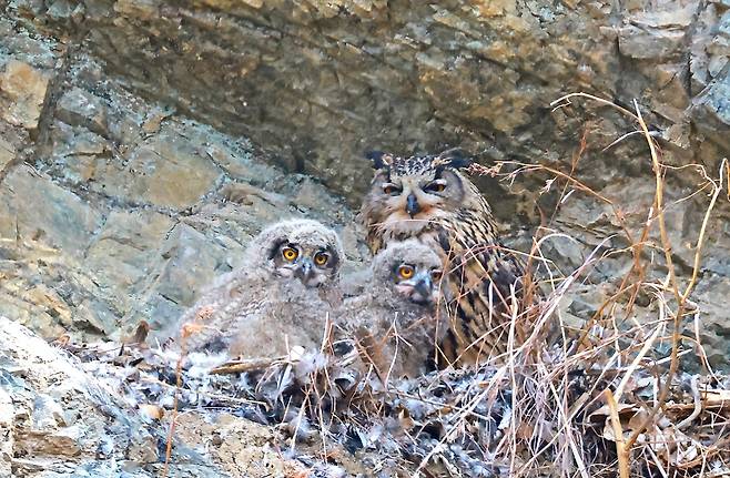 울주군 암벽서 포착된 수리부엉이 가족 [윤기득 작가 제공. 재판매 및 DB 금지]