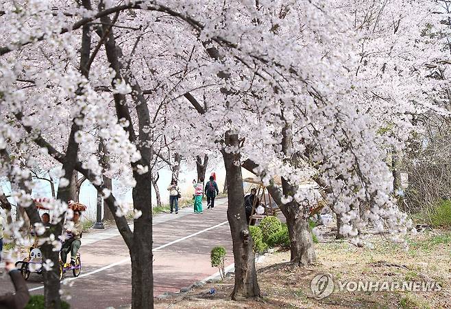 속초 영랑호 벚꽃축제 [연합뉴스 자료사진]