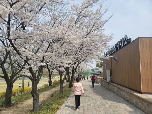 3일 오산천에 만개한 벚꽃을 즐기러 상춘객들의 발길이 이어지고 있다. [사진=변승희 기자]