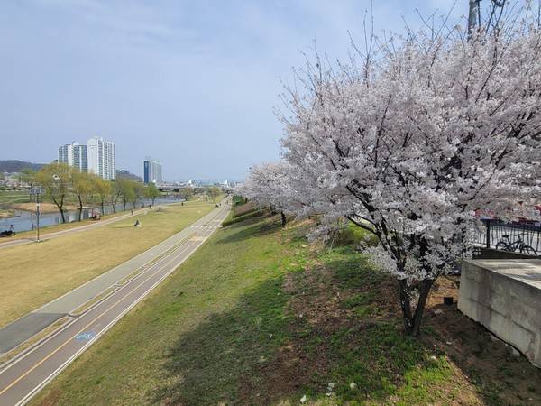 3일 만개한 오산천 벚꽃 모습. [사진=변승희 기자]