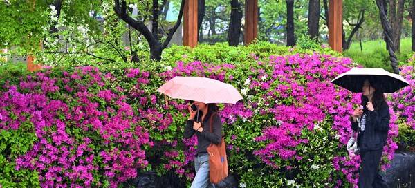 봄비가 내린 인천시 남동구의 한 거리에서 우산을 쓴 시민들이 철쭉 사이를 지나고 있다. /가호알보 DB