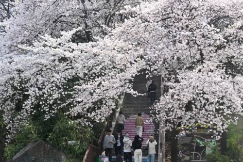 산과 바다, 호수를 품은 강릉에 벚꽃축제가 시작됐다. 3일부터 강릉교동 솔올택지에서 솔올 블라썸이, 남산에서도 남산벚꽃축제가 열린다. ‘경포 벚꽃 축제’는4월 4일부터 11일까지 경포호수광장 일원에서 개최된다. 사진은 벚꽃 활짝핀 남산벚꽃축제 현장.