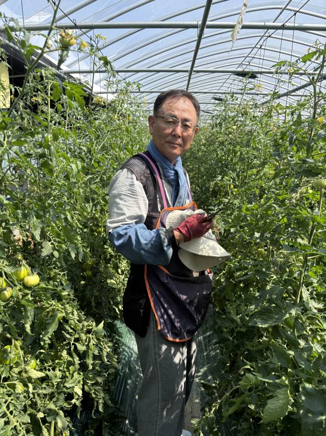 토마토 농장에 음악농법을 적용한 김창욱 씨. 김준현 기자 joon@