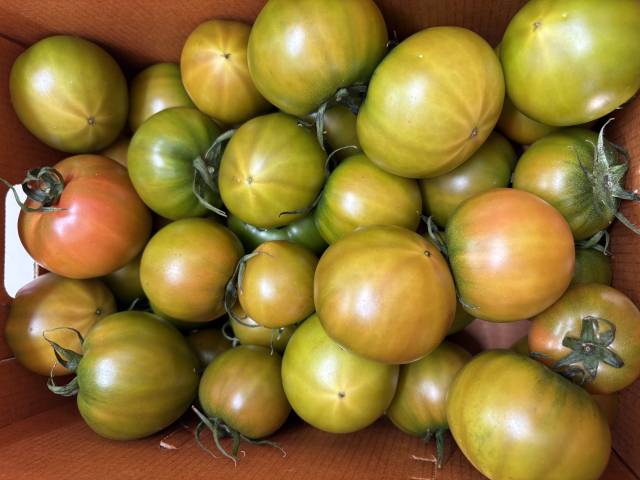 ‘가락로컬팜’에서 나온 짭짤이 토마토. 김준현 기자 joon@